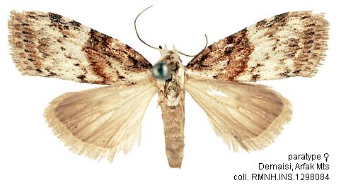 Papua Insects Foundation (Lepidoptera/Nolidae/Nolinae/Manoba cheesmanae)